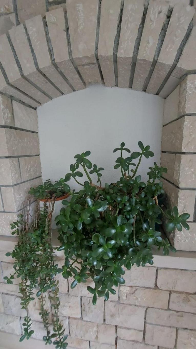 בול Apartment Brane מראה חיצוני תמונה